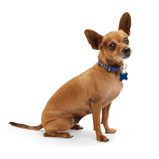 Bark collar for small hotsell dogs petco